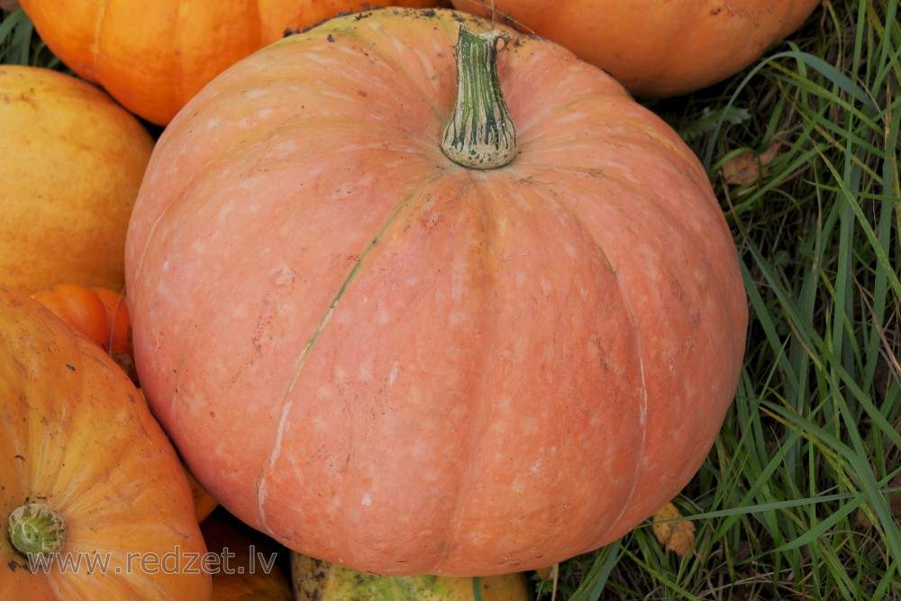 Pink pumpkin