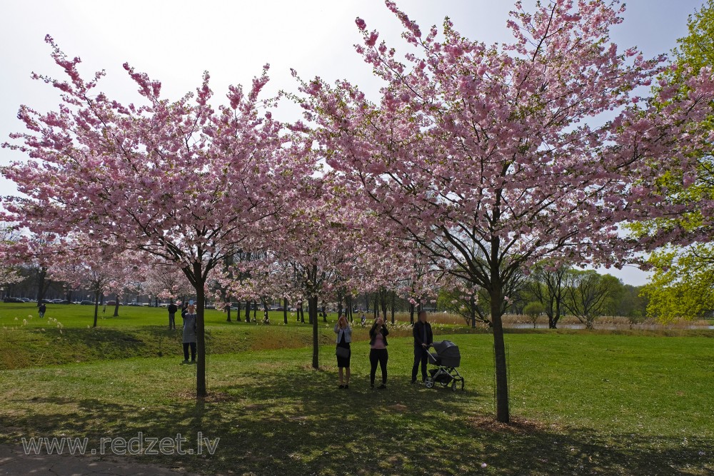 Japanese cherries in Victory Park