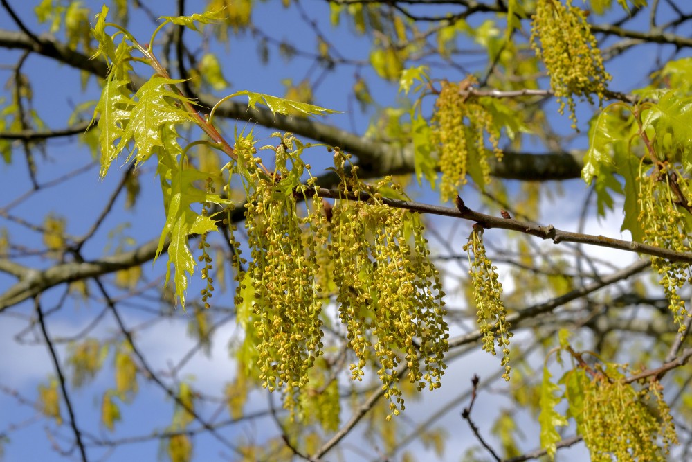 Sarkanā ozola vīrišķie ziedi un lapas pavasarī