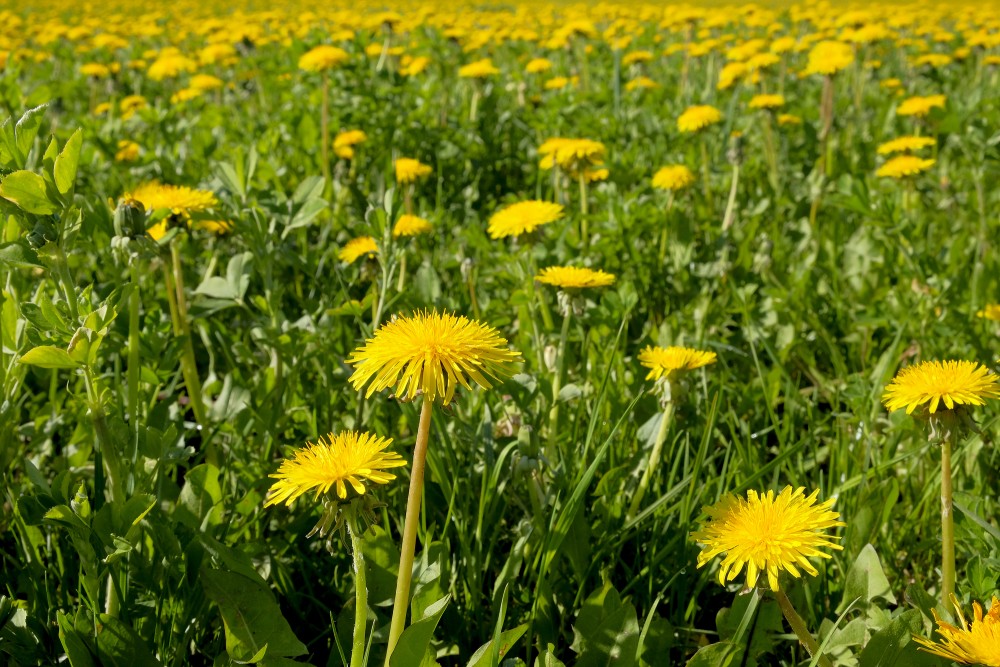 Blooming Dandelions