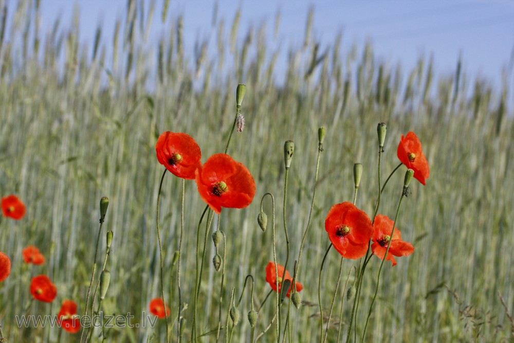 Long-headed Poppy