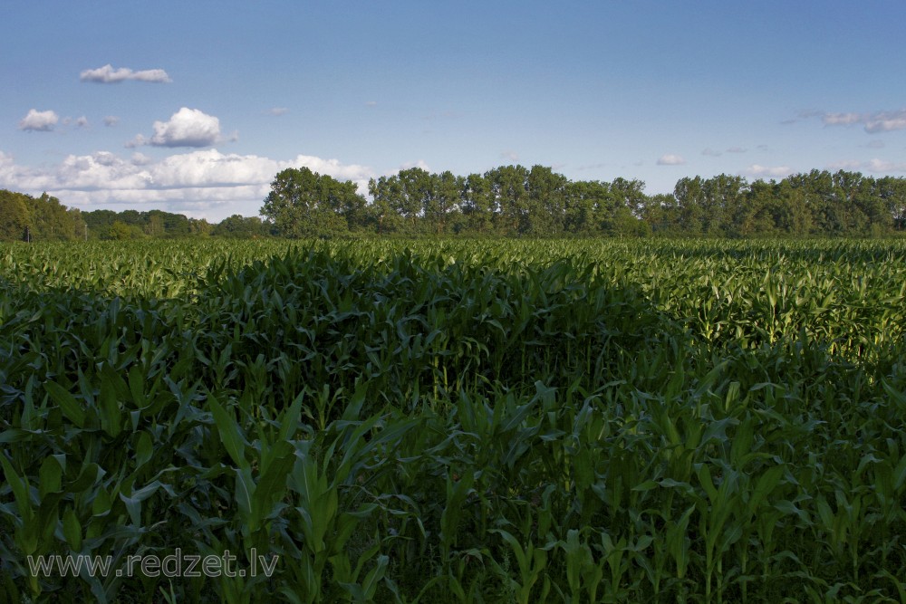 Corn field