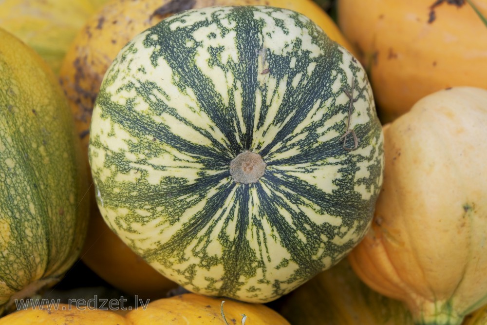 Variegated pumpkin