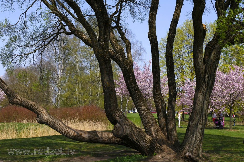 Willow with many Trunks and Japanese cherries in Victory Park