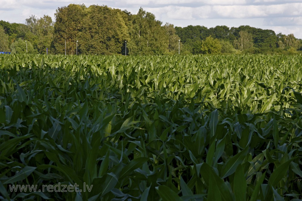 Corn field