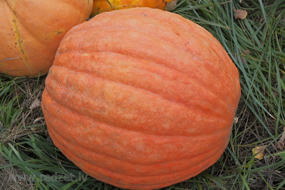 Orange Pumpkin