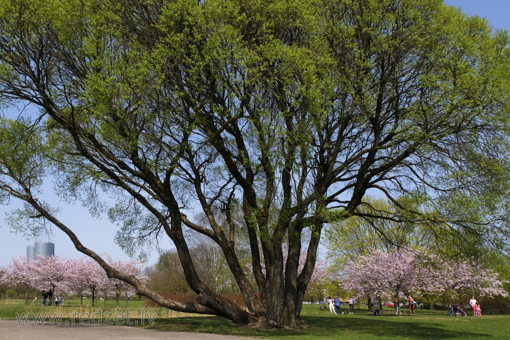 Daudzstumbru vītols un sakuras Uzvaras parkā