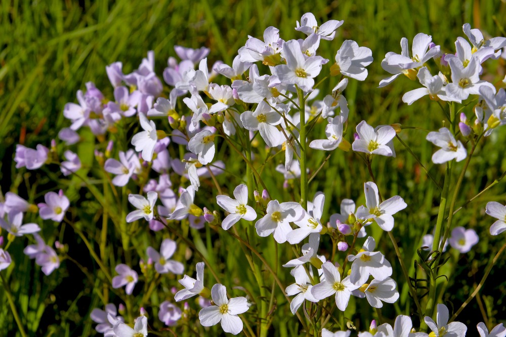 Pļavas ķērsa - Cardamine pratensis