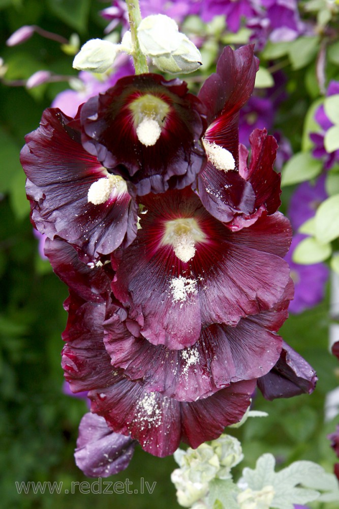Parastā kāršroze (Alcea rosea)