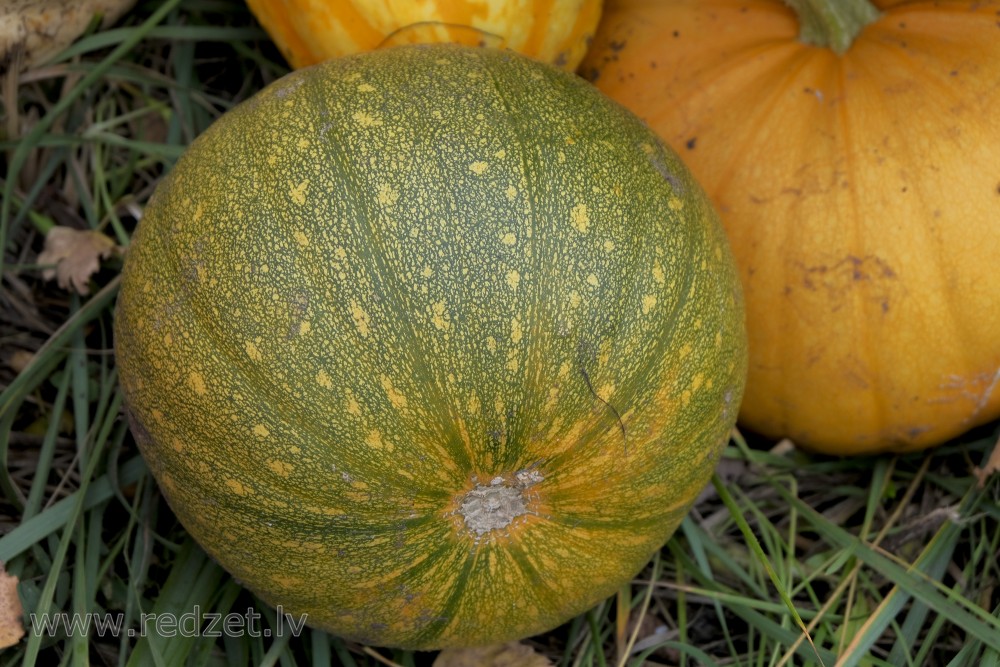 Green-yellow pumpkin