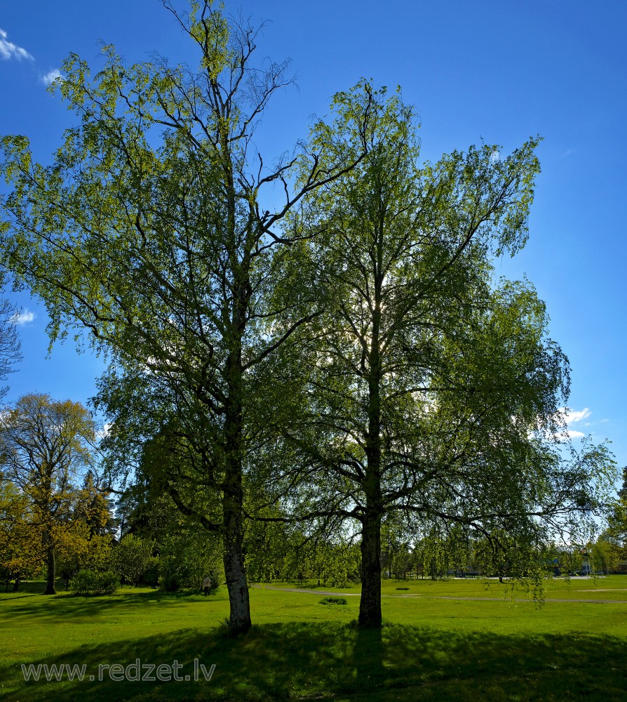Two Birch Trees in Spring