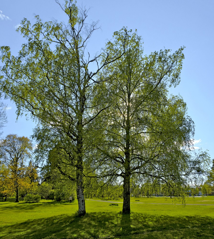 Divi blakus augoši bērzi pavasarī