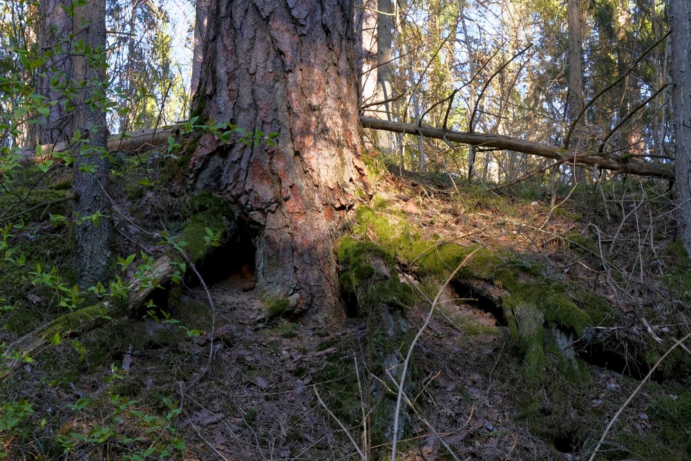 Pine Roots