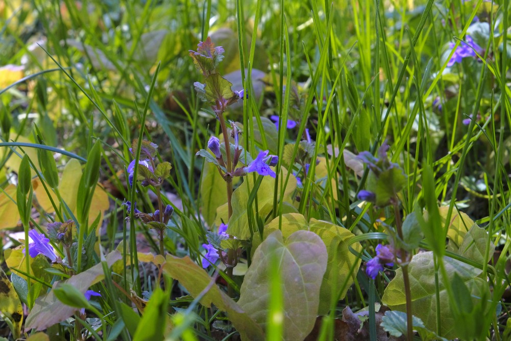 Efeju sētložņa (Glechoma hederacea)