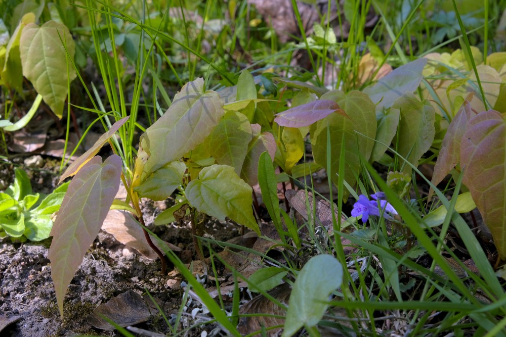 Young Maple Shoots