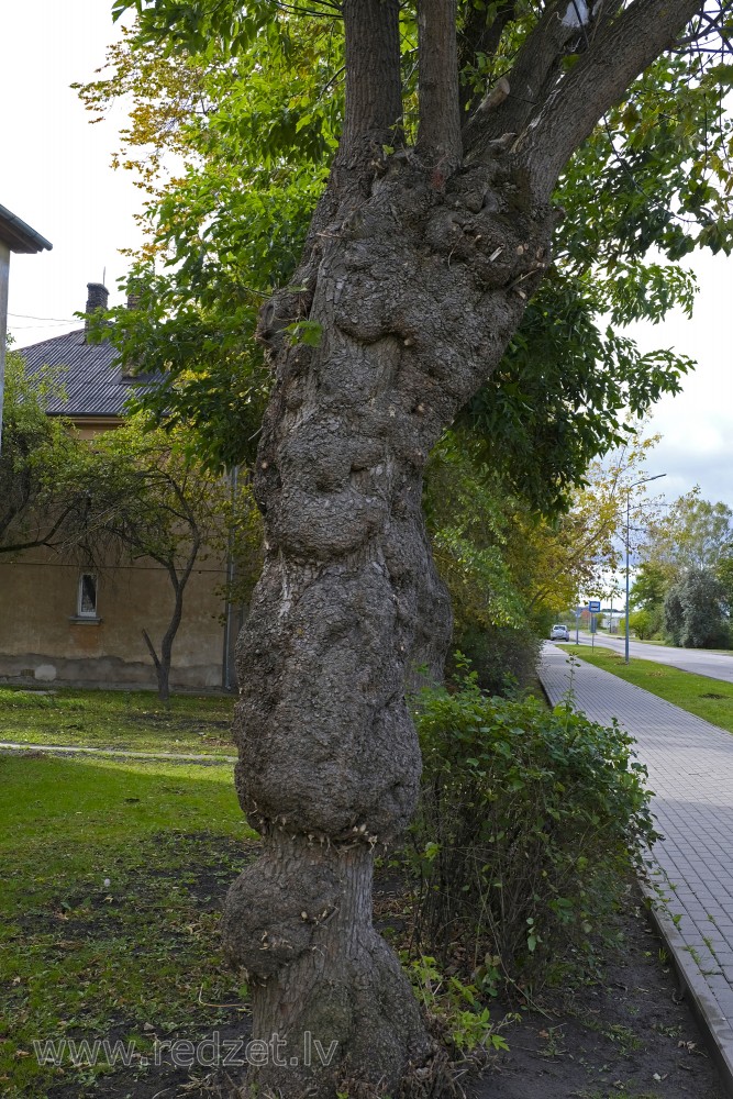 Rētains ošlapu kļavas stumbrs