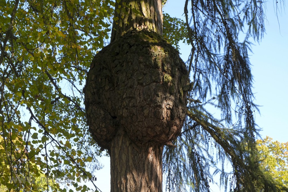 Burl on European Larch Trunk