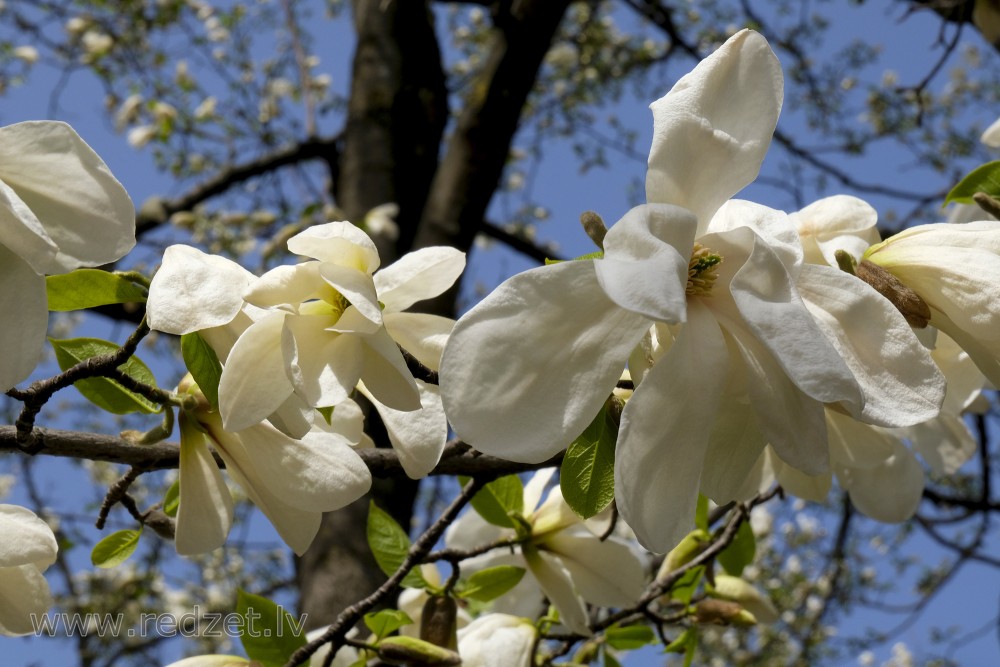 Ziedošs magnolijas zars