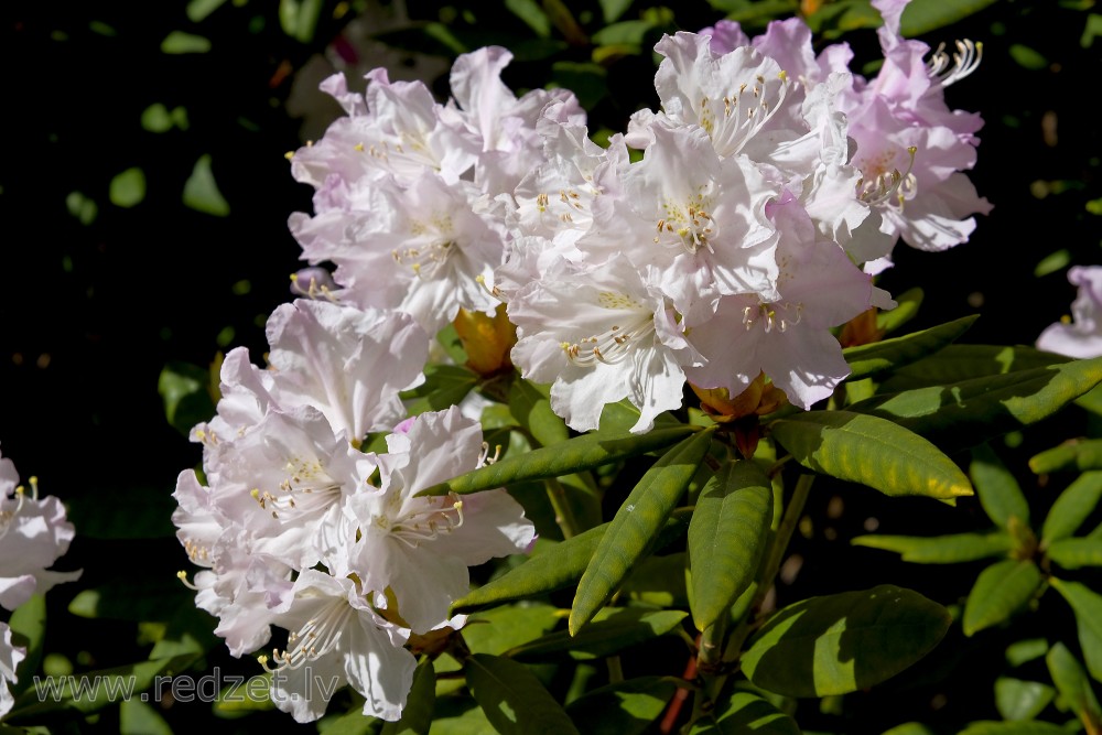 Beauty Rhododendron Flowers in the Garden