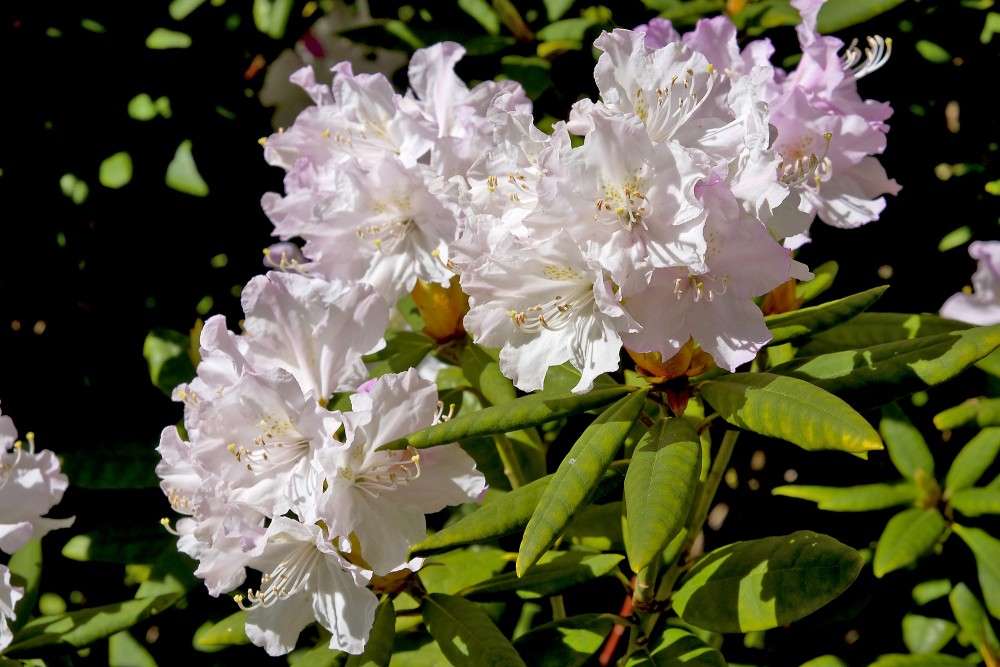 Rododendra ziedi, Rhododendron Rododendra ziedi, Rhododendron