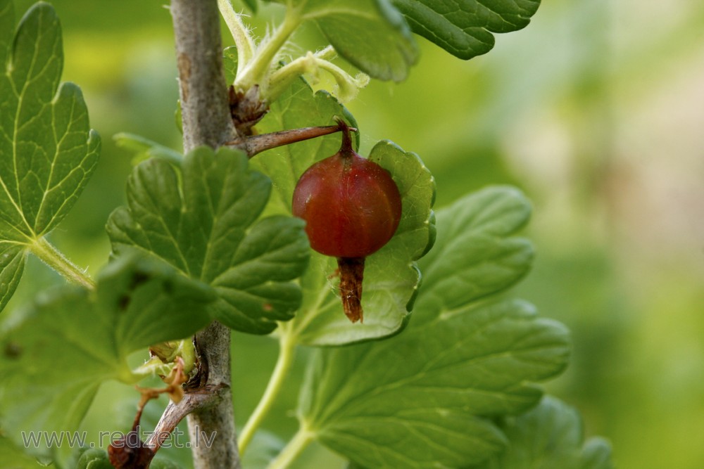 Red gooseberries
