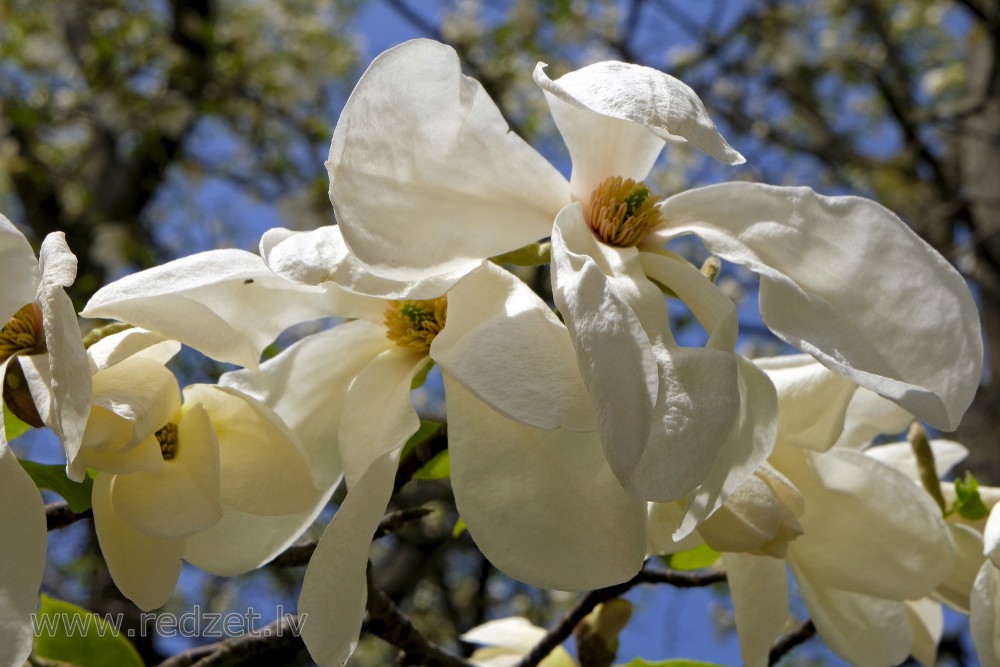Magnolijas ziedi