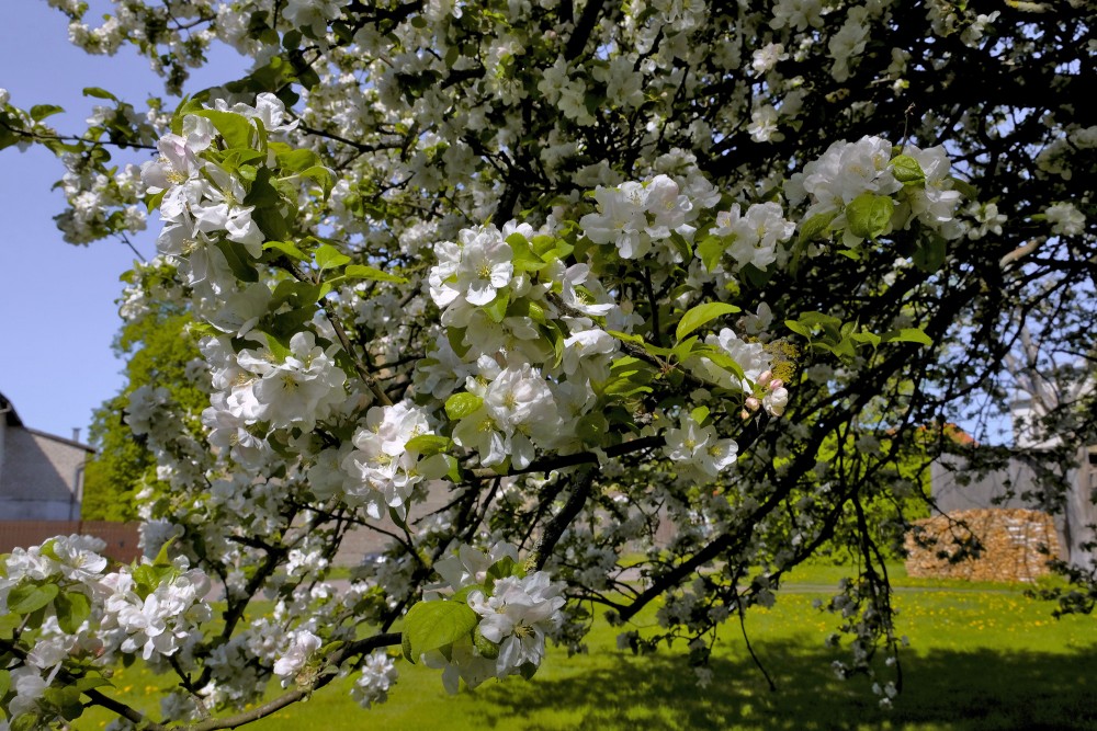 Ziedoša ābele ar baltiem ziediem