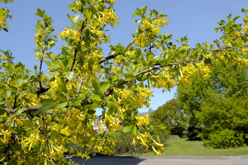 Ziedošs zelta jāņogas krūms, Ribes aureum