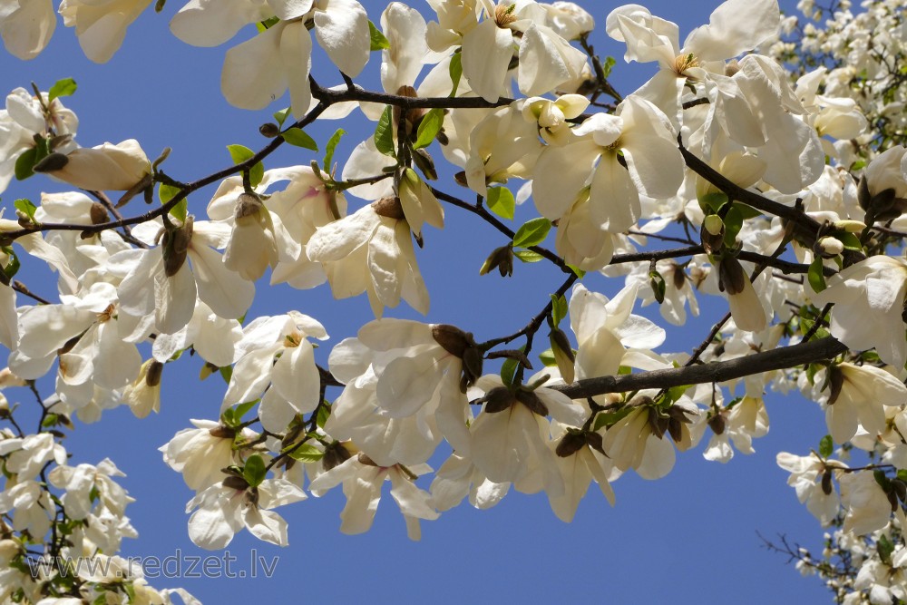 Flowering Magnolia