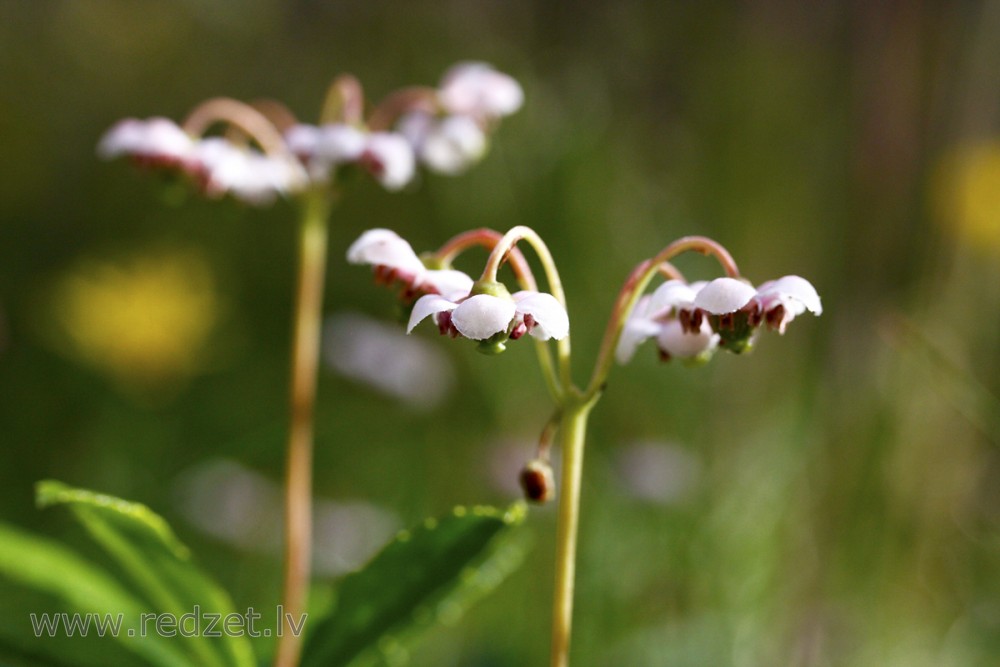Čemuru palēks (Chimaphila umbellata)