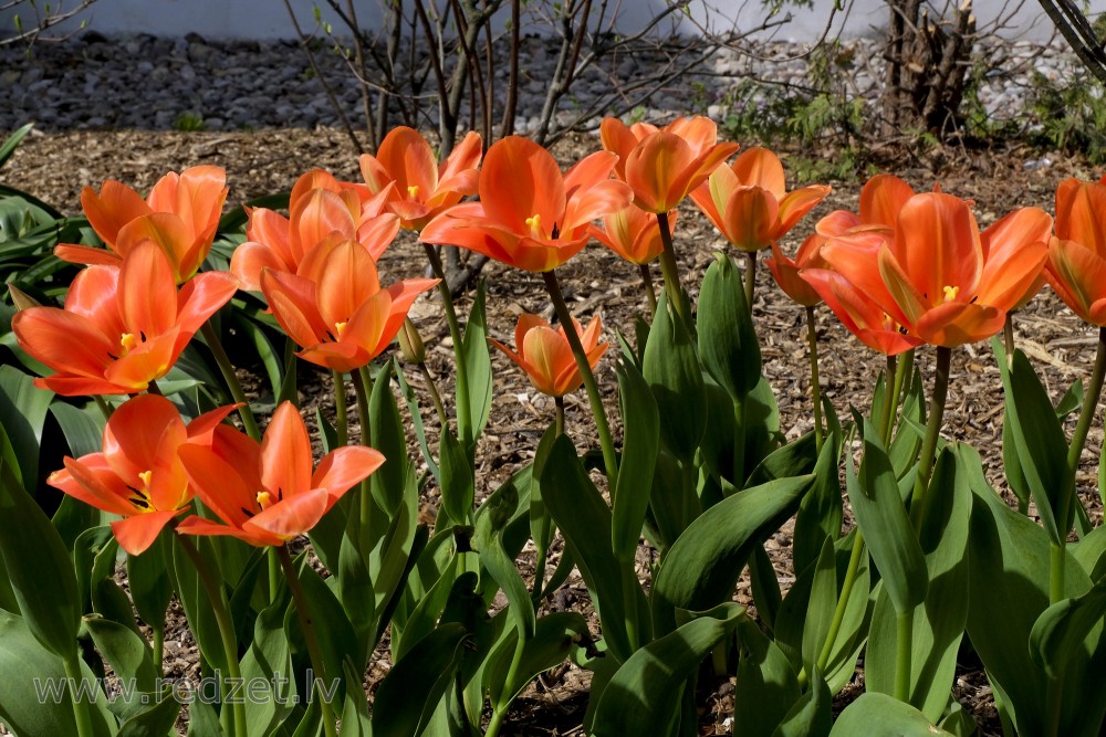 Red-Orange Tulips