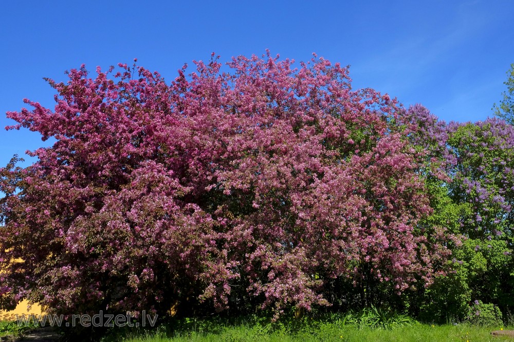 Ziedoša purpura ābele, Malus purpurea