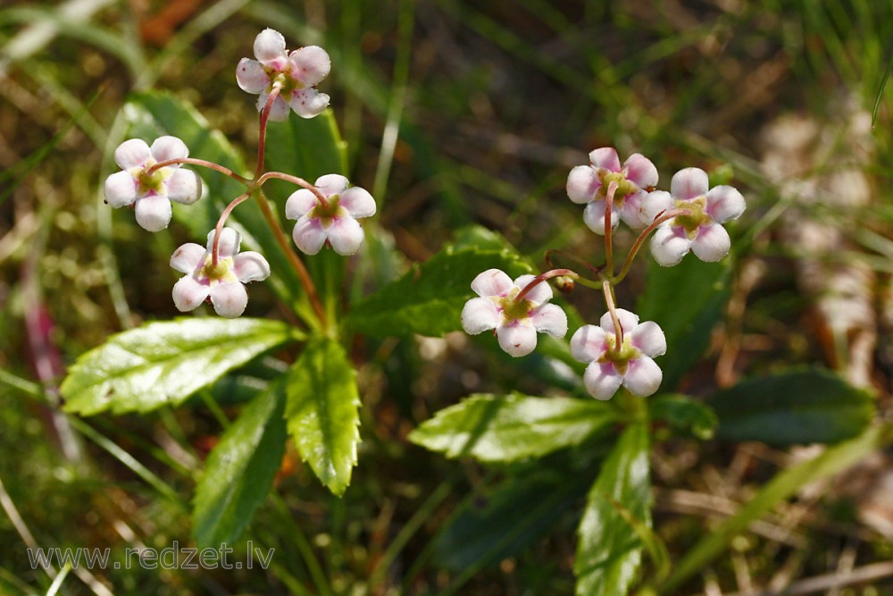 Čemuru palēks (Chimaphila umbellata)
