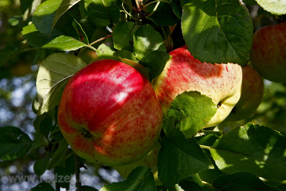 Apple fruit
