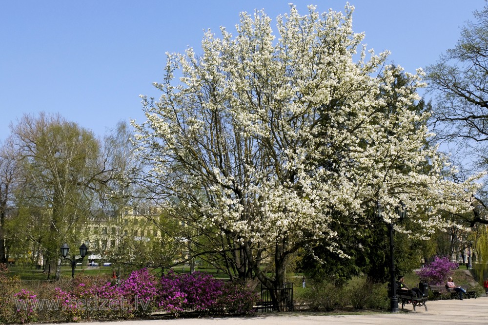 Ziedoša magnolija Operas skvērā
