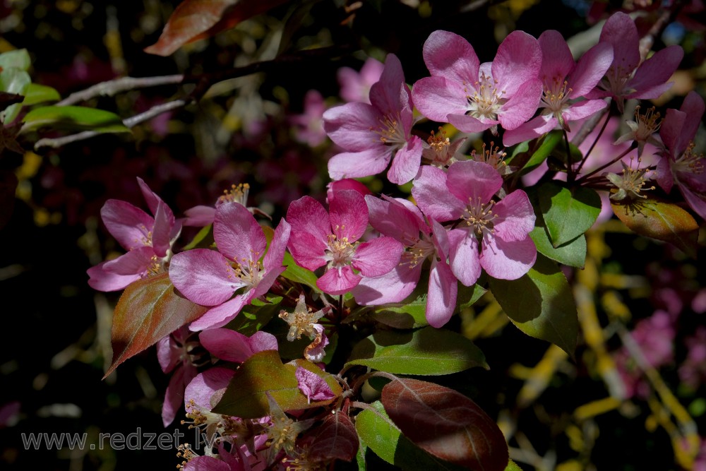 Close up of Malus purpurea Flowers