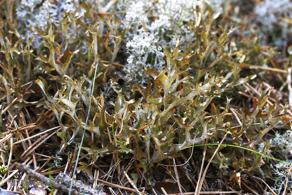 Islandes ķērpis (Cetraria islandica)