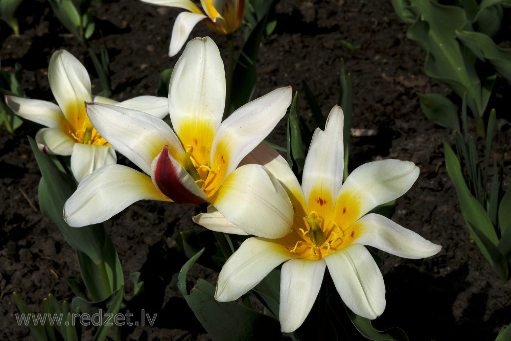 Tulips at Lunchtime