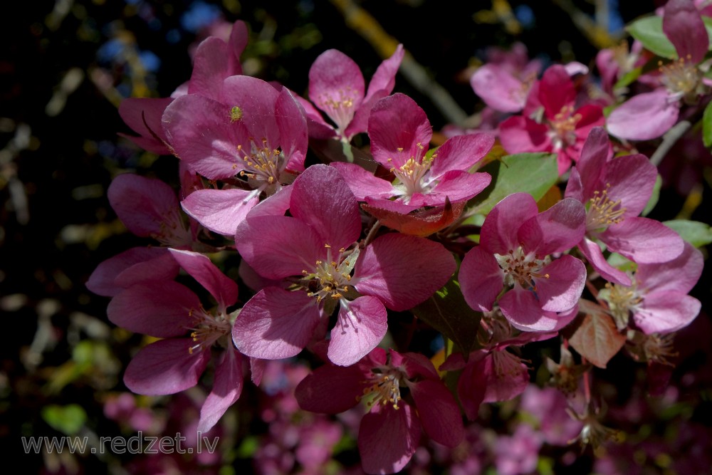 Purpura ābeles ziedu tuvplāns