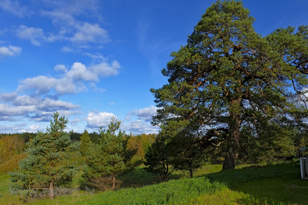 Landscape with Pine Trees