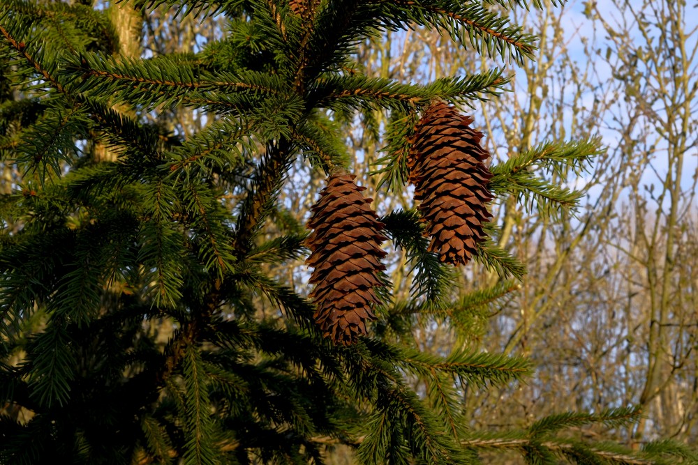 Spruce Cones