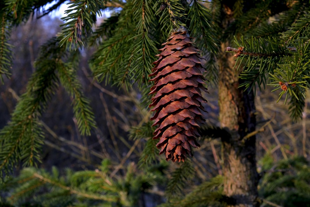 Close up of Conifer Cone