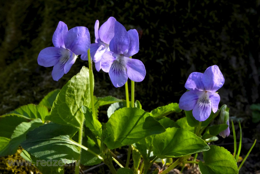 Viola (plant)