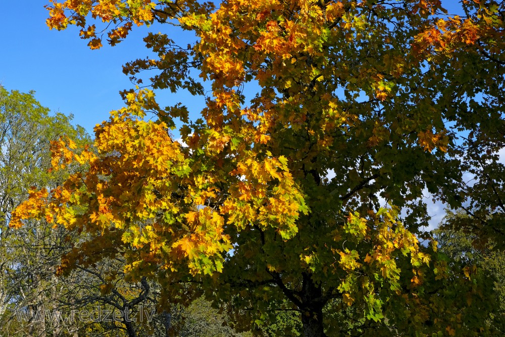 Dzeltenas un zaļas kļavas lapas rudenī