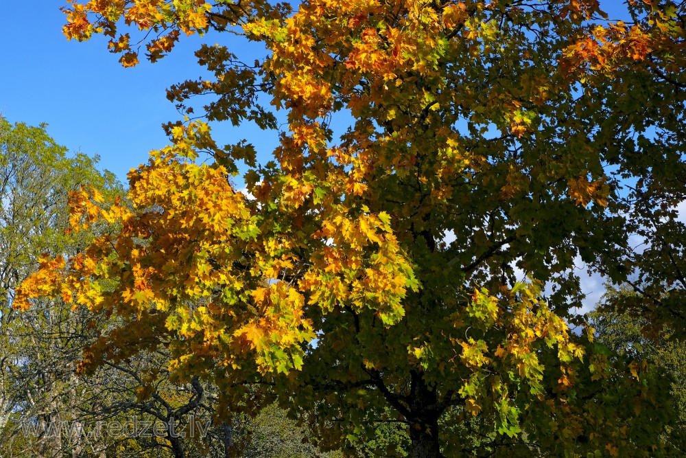 Yellow and Green Maple Leaves in an Autumn