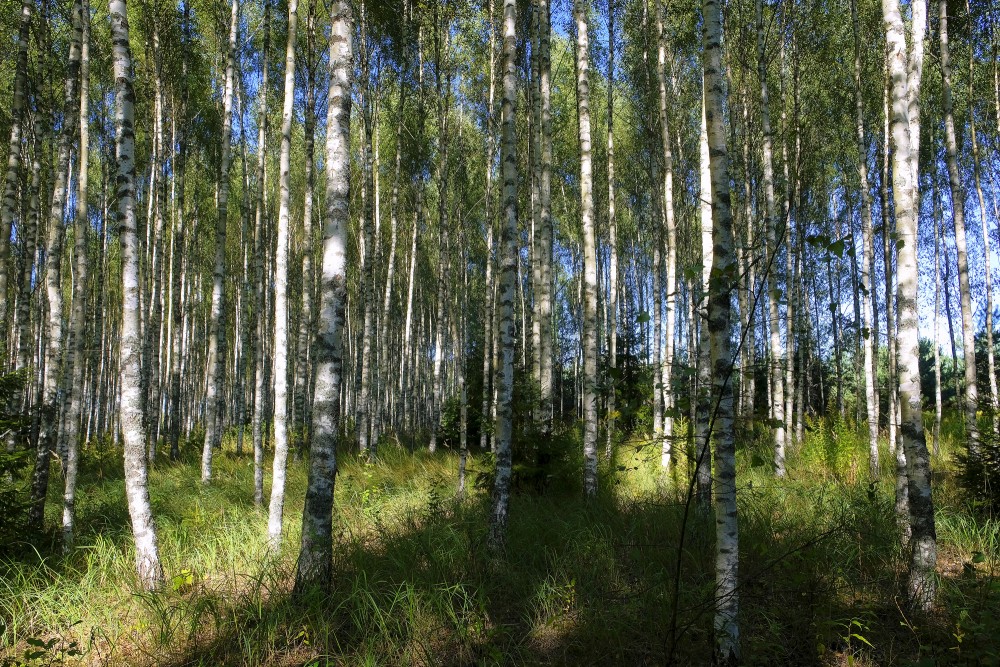 Birch Grove
