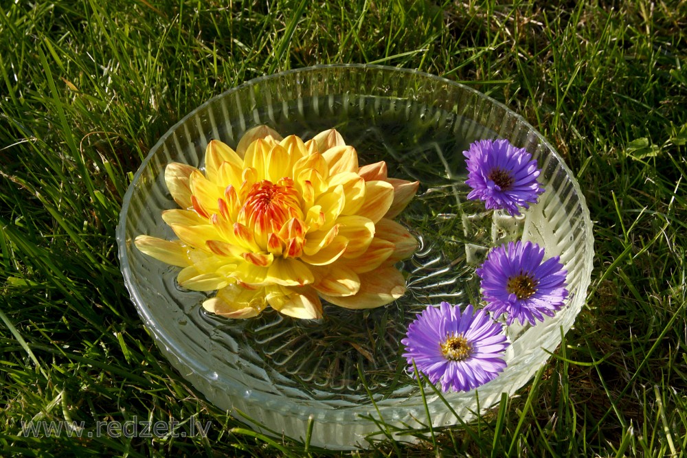 Still Life With flowers