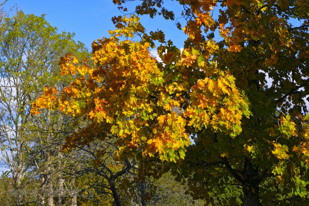 Colourful Maple Leaves in an Autumn