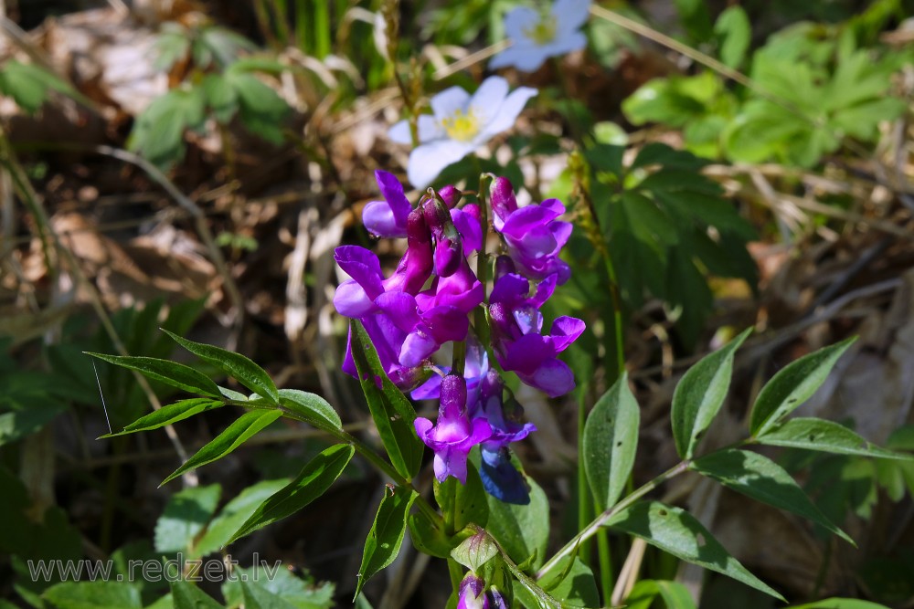 Spring Vetchling, Spring Pea, or Spring Vetch