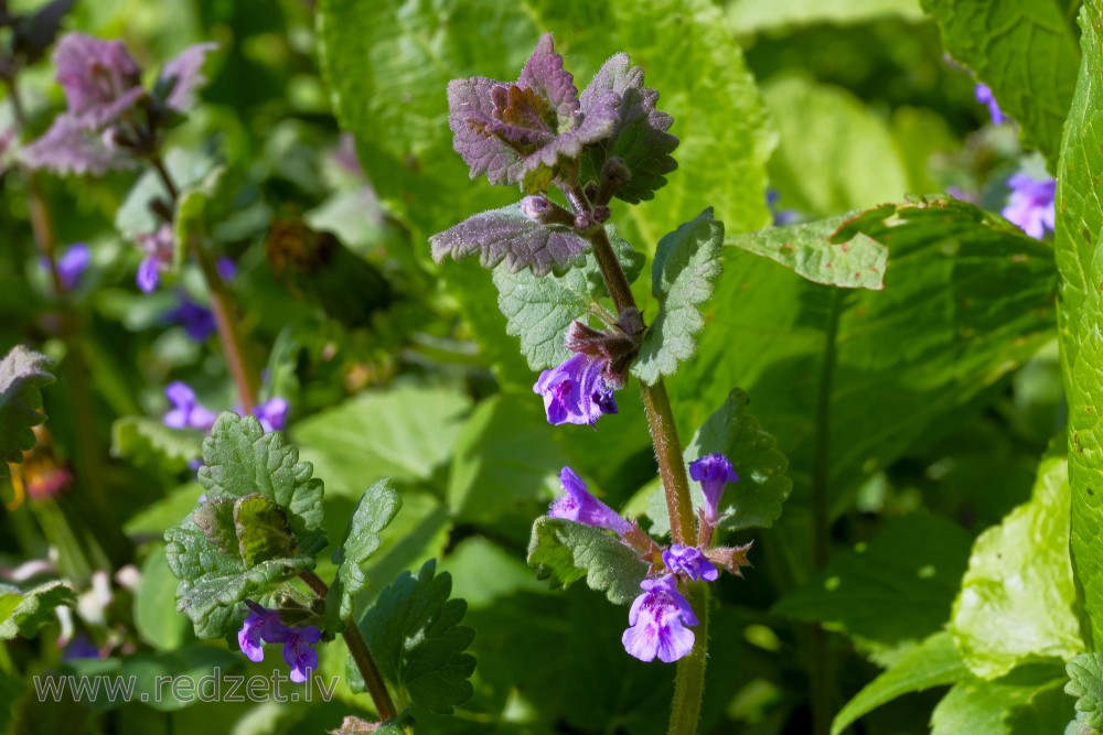 Ground-ivy, Gill-over-the-ground, Creeping charlie, Alehoof, Tunhoof, Catsfoot, Field balm